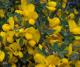 the ginestre flower